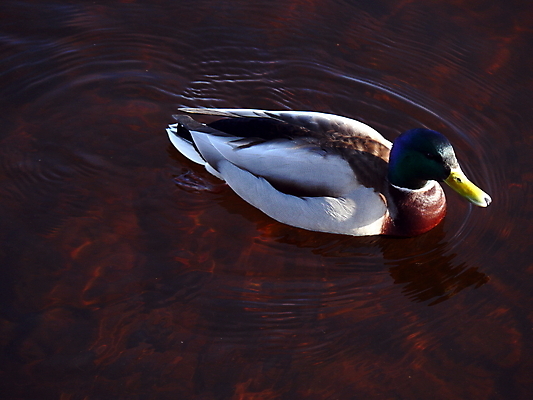 포토 JPG 해외이미지 동물 호수 야생동물 파도 겨울 오렌지 자연 조류 오리 사람없음 야외 물 수영 흰색 연못 해외포토 자연요소 계절 바다 컬러 과일 수상스포츠 생태계 파일형식 이미지허브