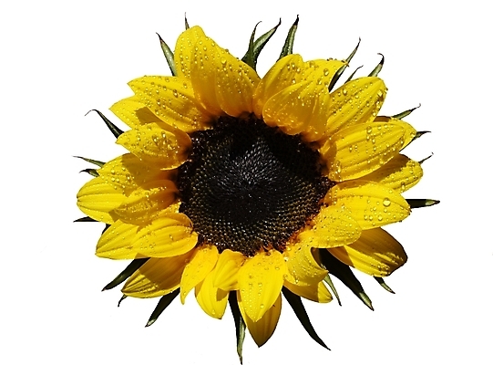 포토 JPG 해외이미지 식물 꽃 행복 백그라운드 잎 꽃무늬 패턴 밭 농업 채소 오렌지 자연 해바라기 씨앗 사람없음 컬러풀 농장 노란색 맑음 벚꽃 원형 개화 닫기 꽃집 오브젝트 싱글 유기농 원예 질감 꽃가루 내추럴 고립 해외포토 도형 웰빙 감정 산업 컬러 무늬 과일 모션 날씨 취미 상점 가루 생태계 파일형식 이미지허브