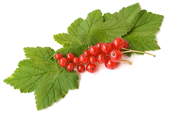 포토 JPG 해외이미지 식물 계절 열매 음식 줄기 백그라운드 잎 다이어트 과일 디저트 건강 사람없음 빨간색 초록색 여름 흰색 나뭇가지 신선 달콤 맛 다발 유기농 날것 부드러움 비타민 내추럴 건포도 고립 숙성 채식주의자 맛있는 해외포토 나무 웰빙 컬러 컨셉 포도 감각 채식 건과일 영양소 파일형식 이미지허브