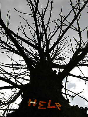 포토 JPG 해외이미지 나무 컨셉 자연 사람없음 환경 도움 보호 울음 나무껍질 헬프 해외포토 식물 표정 껍질 생태계 파일형식 이미지허브