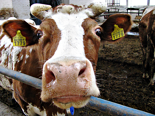 포토 JPG 해외이미지 동물 응시 행복 얼굴 농업 포유류 자연 사람없음 농장 갈색 머리 목장 소고기 우유 흰색 시골 소 닫기 볏짚 방목 먹기 즐거움 유기농 코 생물학 귀 밀짚 밭일 왜곡 캐리커처 반추동물 목가 해외포토 웰빙 시선 교육 감정 산업 컬러 모션 유제품 육류 신체부위 짚 축산업 그림 생태계 파일형식 이미지허브