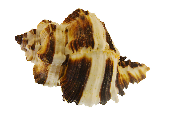 포토 JPG 해외이미지 길 바다 자연 휴가 조개 나선형 사람없음 여름 컬러풀 갈색 껍질 자르기 수집 고립 울퉁불퉁 디테일 해외포토 계절 컬러 무늬 모션 어패류 생태계 파일형식 이미지허브