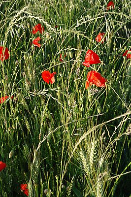 포토 JPG 해외이미지 음식 농업 옥수수 사람없음 초록색 농경지 봄 수확 시골 시리얼 밀 양귀비 해외포토 계절 꽃 산업 컬러 곡류 농장 파일형식 이미지허브