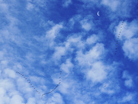 포토 JPG 해외이미지 동물 구름 계절 야생동물 여행 2 자연 조류 하늘 아침 사람없음 파란색 달 가을 흰색 변화 거위 솜털 남쪽 해외포토 주간 자연요소 컬러 컨셉 방향 생태계 파일형식 이미지허브