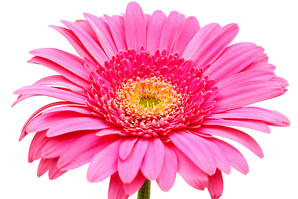 포토 JPG 해외이미지 식물 계절 꽃 분홍색 꽃무늬 자연 사람없음 벚꽃 데이지 거베라 내추럴 해외포토 컬러 무늬 생태계 파일형식 이미지허브