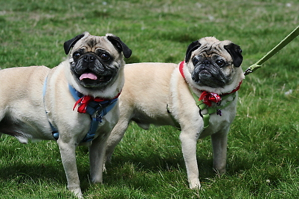포토 JPG 해외이미지 동물 응시 공원 자연 경비 사람없음 야외 초록색 반려동물 검은색 개 보호 놀이터 숲 경계 보안 해외포토 시선 공공시설 컬러 컨셉 포유류 놀이 안전 생태계 파일형식 이미지허브