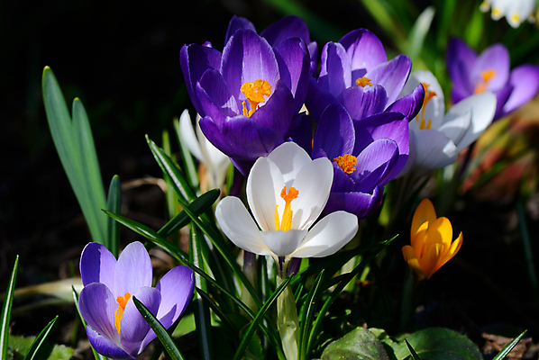 포토 JPG 해외이미지 식물 계절 꽃 잎 꽃무늬 오렌지 자연 부활절 사람없음 야외 햇빛 노란색 정원 보라색 봄 흰색 그룹 제비꽃 내추럴 해외포토 기념일 컬러 무늬 과일 태양 생태계 파일형식 이미지허브