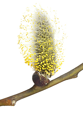 포토 JPG 해외이미지 나무 식물 계절 꽃 줄기 자연 사람없음 노란색 봄 나뭇가지 개화 다발 버드나무 싱글 흰배경 해외포토 컬러 백그라운드 흰색 생태계 파일형식 이미지허브