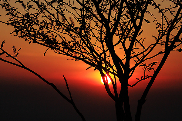 포토 JPG 해외이미지 나무 식물 공원 실루엣 잎 자연 아침 요정 그림자 풍경 사람없음 야외 목재 초록색 여름 빛 햇빛 태양 뷰티 일출 맑음 중국 어둠 황혼 일몰 봄 새벽 안개 나뭇가지 소나무 황무지 숲 신비 땅 공상 상록수 강렬 뿌연 삼림지대 해외포토 주간 자연요소 계절 공공시설 아시아 컬러 컨셉 재료 날씨 촬영기법 노을 생태계 파일형식 이미지허브