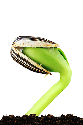 포토 JPG 해외이미지 식물 계절 자연 새로움 씨앗 사람없음 가로 초록색 컬러풀 사진촬영 흙 봄 성장 작음 자르기 흰배경 그림 원예 먼지 개발 고립 땅바닥 모종 묘목 카피스페이스 해외포토 나무 컬러 백그라운드 컨셉 모션 바닥 취미 촬영 공백 흰색 크기 생태계 파일형식 이미지허브