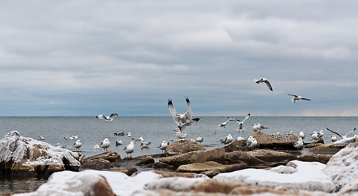 포토 JPG 해외이미지 동물 호수 야생동물 겨울 자연 갈매기 조류 사람없음 야외 가로 물 컬러풀 얼음 그룹 암초 흐림 해외포토 자연요소 계절 컬러 날씨 생태계 파일형식 이미지허브
