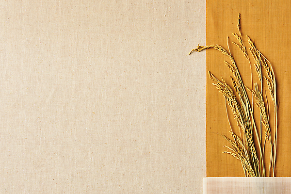 포토 JPG 스튜디오촬영 한국전통 백그라운드 실내 사람없음 하이앵글 벼 직물 천 배열 모시 질감 겹침 벼이삭 원단샘플 국내포토 전통 뷰포인트 곡류 한국 내부 이삭 파일형식