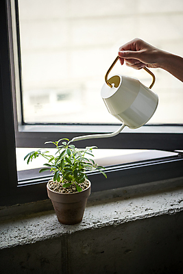 포토 JPG 손 화분 비즈니스 직장 실내 근접촬영 신체부위 비즈니스라이프 사무실 물뿌리개 잡기 비즈니스우먼 디자이너 창가 물주기 홍콩야자 국내포토 식물 직업 라이프스타일 여자 뷰포인트 회사 창문 모션 사람 내부 직장인 파일형식