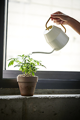 포토 JPG 손 화분 비즈니스 직장 실내 근접촬영 신체부위 비즈니스라이프 사무실 물뿌리개 잡기 비즈니스우먼 디자이너 창가 물주기 홍콩야자 국내포토 식물 직업 라이프스타일 여자 뷰포인트 회사 창문 모션 사람 내부 직장인 파일형식