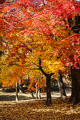 포토 JPG 주간 단풍 낙엽 단풍나무 사람없음 야외 가을풍경 가을 충청남도 아산 국내포토 자연요소 나무 계절 잎 풍경 충청도 파일형식 가을_계절