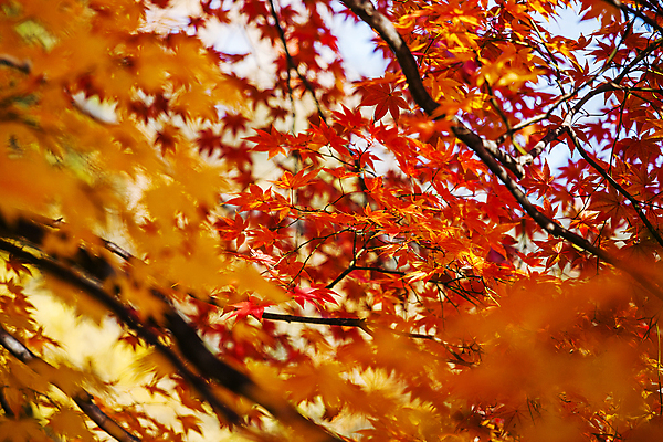 포토 JPG 주간 단풍 단풍나무 사람없음 야외 가을풍경 가을 나뭇가지 소프트포커스 충청남도 아산 국내포토 자연요소 나무 계절 잎 촬영기법 풍경 충청도 파일형식 가을_계절