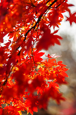 포토 JPG 주간 단풍 단풍나무 사람없음 야외 아웃포커스 가을풍경 가을 나뭇가지 소프트포커스 충청남도 아산 국내포토 자연요소 나무 계절 잎 촬영기법 풍경 충청도 파일형식 가을_계절