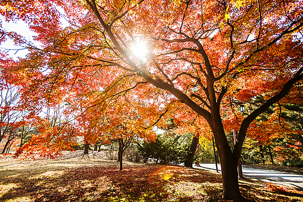 포토 JPG 주간 단풍 낙엽 단풍나무 사람없음 야외 햇빛 태양 가을풍경 가을 충청남도 아산 국내포토 자연요소 나무 계절 잎 풍경 충청도 파일형식 가을_계절