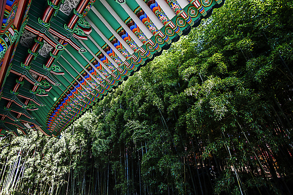 포토 JPG 주간 로우앵글 유적지 사람없음 야외 충청남도 대나무 단청 기와지붕 대나무숲 사적지 지붕처마 충무공 현충사 아산 국내포토 자연요소 나무 뷰포인트 고건축 지붕 기와 숲 처마 충청도 파일형식
