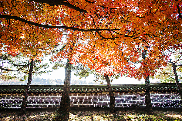 포토 JPG 주간 단풍 유적지 단풍나무 사람없음 야외 숲 충청남도 사당 사적지 충무공 현충사 기와담장 아산 국내포토 자연요소 나무 고건축 잎 기와 담장 충청도 파일형식
