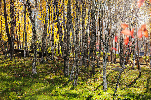 포토 JPG 주간 단풍나무 사람없음 야외 햇빛 가을풍경 가을 소프트포커스 충청남도 자작나무 자작나무숲 아산 국내포토 자연요소 나무 계절 단풍 촬영기법 풍경 태양 숲 충청도 파일형식 가을_계절
