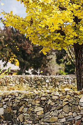 포토 JPG 주간 낙엽 돌담 사람없음 야외 아웃포커스 가을풍경 가을 충청남도 은행나무 아산 국내포토 자연요소 나무 계절 잎 촬영기법 풍경 담장 돌_바위 충청도 파일형식 가을_계절