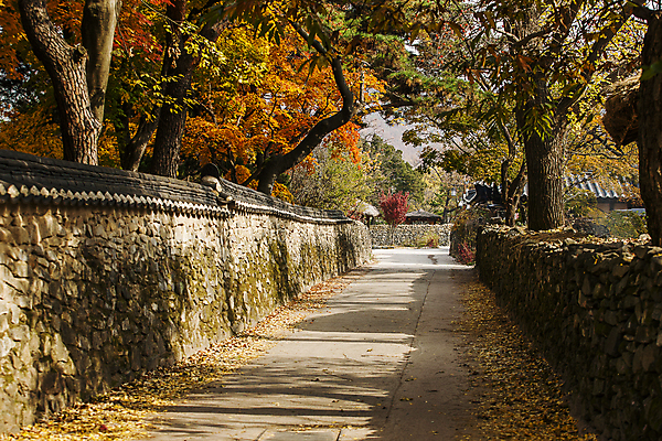 포토 JPG 주간 단풍 낙엽 단풍나무 돌담 사람없음 야외 충청남도 돌담길 기와담장 아산 국내포토 자연요소 나무 길 잎 기와 담장 돌_바위 충청도 파일형식