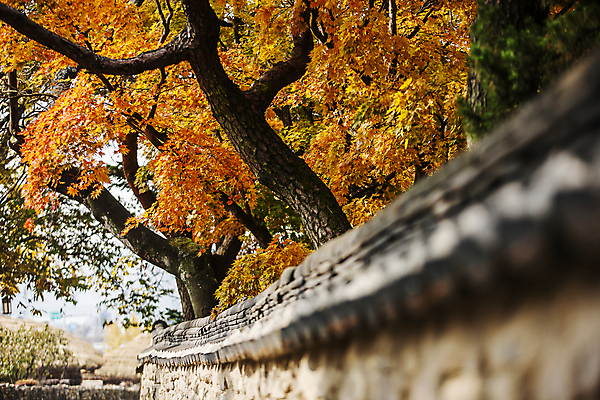 포토 JPG 주간 단풍 단풍나무 근접촬영 사람없음 야외 소프트포커스 충청남도 돌담길 기와담장 아산 국내포토 자연요소 나무 길 뷰포인트 잎 돌담 촬영기법 기와 담장 충청도 파일형식