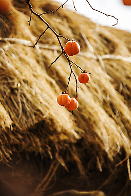 포토 JPG 주간 초가집 감 사람없음 야외 아웃포커스 나뭇가지 시골 충청남도 감나무 홍시 아산 초가지붕 국내포토 자연요소 나무 과일 지붕 한옥 촬영기법 충청도 파일형식