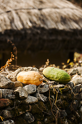 포토 JPG 주간 호박 돌담 초가집 사람없음 야외 아웃포커스 가을풍경 가을 시골 충청남도 아산 초가지붕 국내포토 자연요소 계절 채소 지붕 한옥 촬영기법 풍경 담장 돌_바위 충청도 파일형식 가을_계절