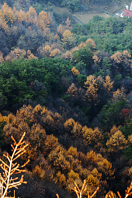 포토 JPG 주간 나무 단풍 사람없음 야외 가을풍경 가을 숲 충청북도 제천 국내포토 자연요소 식물 계절 잎 풍경 충청도 파일형식 가을_계절