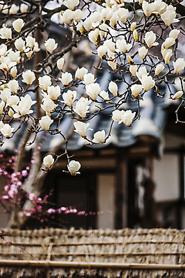 포토 JPG 주간 한옥 풍경 사람없음 야외 아웃포커스 봄 나뭇가지 목련 충청북도 제천 지붕처마 국내포토 자연요소 나무 한국전통 계절 꽃 고건축 지붕 촬영기법 처마 충청도 파일형식