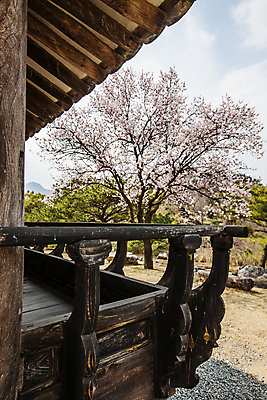 포토 JPG 주간 나무 구름 한옥 풍경 사람없음 야외 봄 목련 충청북도 제천 지붕처마 국내포토 자연요소 식물 한국전통 계절 꽃 고건축 지붕 처마 충청도 파일형식