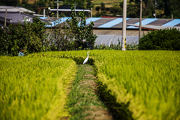 포토 JPG 주간 한마리 논 풍경 사람없음 야외 여름 벼 왜가리 충청북도 논길 단양 국내포토 자연요소 1 계절 길 농업 조류 곡류 충청도 파일형식