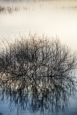 포토 JPG 주간 나무 풍경 사람없음 야외 반사 나뭇가지 수면 대전 대청호 국내포토 자연요소 식물 호수 한국 물 청주 파일형식