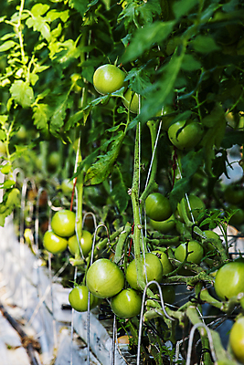 포토 JPG 토마토 사람없음 햇빛 농장 전라북도 특산물 완주군 과채 국내포토 농업 채소 과일 태양 전라도 파일형식