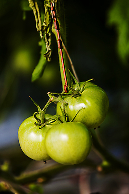 포토 JPG 주간 토마토 근접촬영 사람없음 야외 아웃포커스 전라북도 특산물 완주군 과채 국내포토 자연요소 뷰포인트 채소 과일 촬영기법 전라도 파일형식