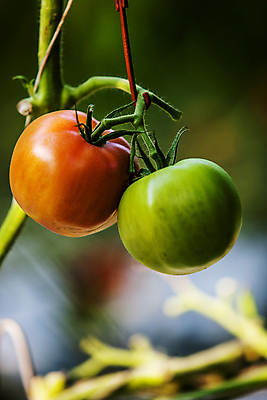 포토 JPG 주간 줄기 토마토 근접촬영 사람없음 야외 아웃포커스 전라북도 특산물 완주군 과채 국내포토 자연요소 식물 뷰포인트 채소 과일 촬영기법 전라도 파일형식
