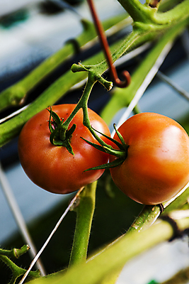 포토 JPG 줄기 토마토 근접촬영 사람없음 아웃포커스 전라북도 특산물 완주군 과채 국내포토 식물 뷰포인트 채소 과일 촬영기법 전라도 파일형식