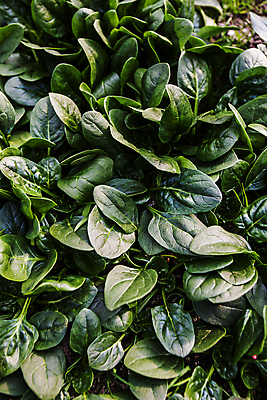 포토 JPG 주간 잎 사람없음 야외 전라북도 가득함 특산물 시금치 완주군 국내포토 자연요소 식물 채소 전라도 파일형식