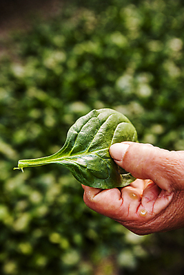 포토 JPG 주간 손 잎 밭 들기 야외 아웃포커스 신체부위 전라북도 특산물 시금치 완주군 국내포토 자연요소 식물 농업 채소 모션 촬영기법 사람 전라도 파일형식