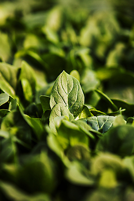 포토 JPG 주간 잎 밭 사람없음 야외 아웃포커스 초록색 소프트포커스 전라북도 특산물 시금치 완주군 국내포토 자연요소 식물 컬러 농업 채소 촬영기법 전라도 파일형식