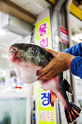 포토 JPG 한마리 손 서울 실내 들기 신체부위 복어 수산시장 활어 국내포토 1 모션 어패류 한국 어류 사람 내부 시장 파일형식
