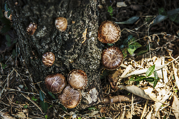포토 JPG 주간 나무 음식 식재료 사람없음 야외 전라남도 표고버섯 장성 국내포토 자연요소 식물 버섯 전라도 파일형식