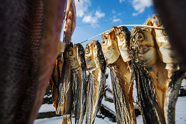 포토 JPG 주간 구름 겨울 하늘 건조 매달리기 어류 근접촬영 사람없음 야외 소프트포커스 전라남도 건어물 신안 국내포토 자연요소 계절 뷰포인트 모션 촬영기법 수중동물 전라도 파일형식