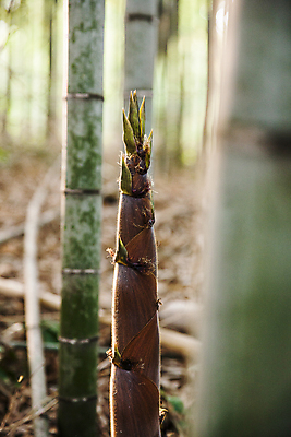 포토 JPG 주간 식재료 사람없음 야외 아웃포커스 소프트포커스 전라남도 대나무 대나무숲 죽순 담양 국내포토 자연요소 나무 촬영기법 숲 전라도 파일형식