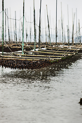 포토 JPG 주간 바다 사람없음 야외 김 전라남도 해산물 신안 김양식장 국내포토 자연요소 해조류 전라도 양식장 파일형식