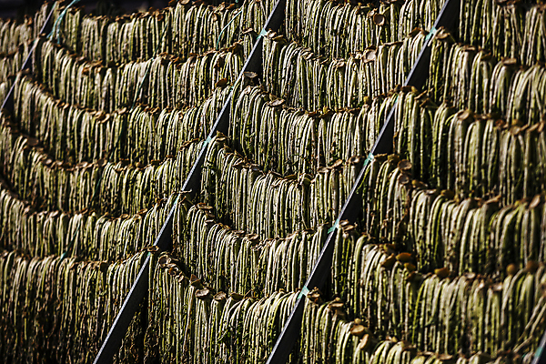 포토 JPG 주간 겨울 건조 사람없음 야외 강원도 무청 시래기 양구 국내포토 자연요소 계절 한국 파일형식