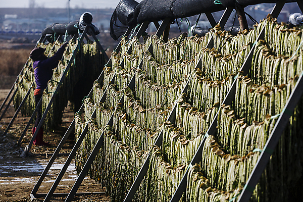 포토 JPG 주간 전신 여자 겨울 건조 한명 서기 야외 옆모습 한국인 가득함 강원도 무청 시래기 여자한명만 양구 국내포토 자연요소 1 계절 뷰포인트 모션 한국 사람 동양인 여자만 파일형식