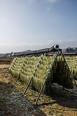 포토 JPG 주간 겨울 건조 사람없음 야외 가득함 강원도 무청 시래기 양구 국내포토 자연요소 계절 한국 파일형식